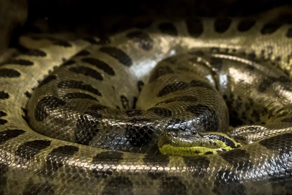 Anaconda Hijau (Eunectes murinus)