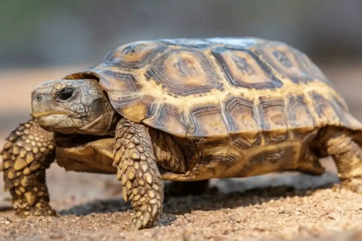 Potret hewan Padloper Tortoise. 