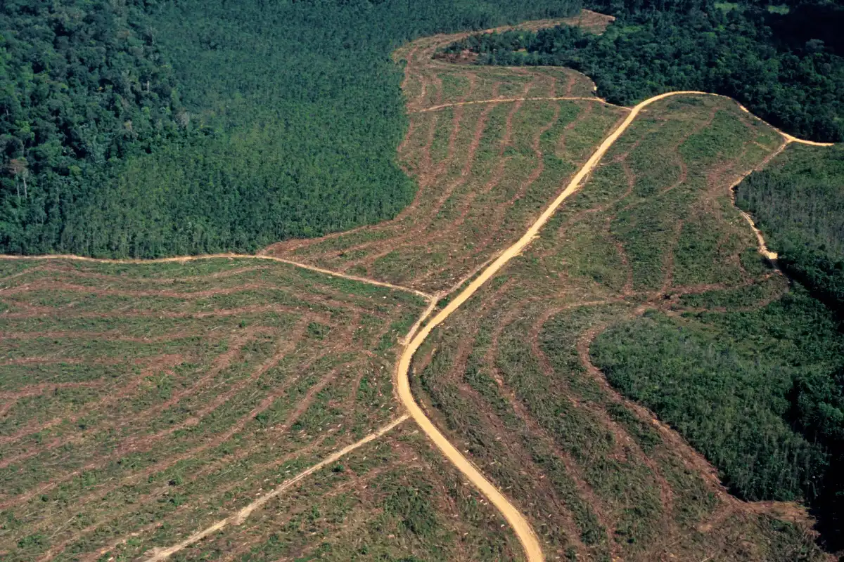 penebangan pohon.