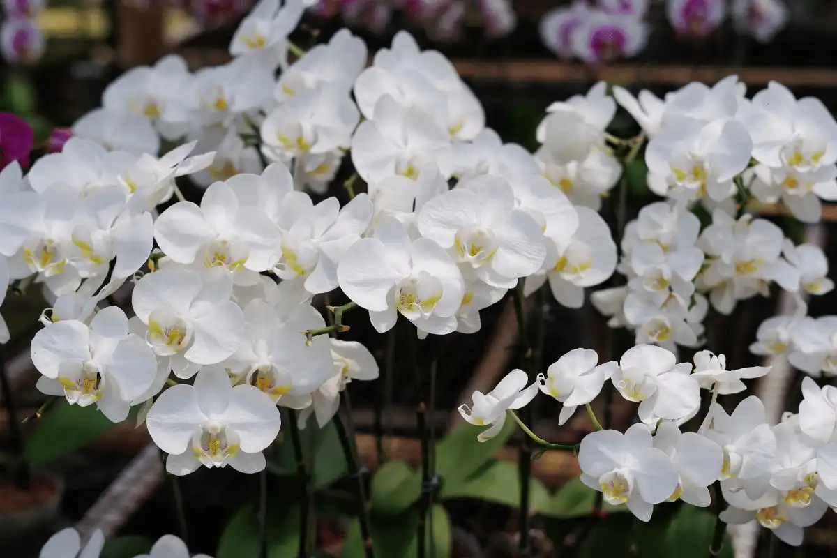 Anggrek Bulan (Phalaenopsis amabilis)