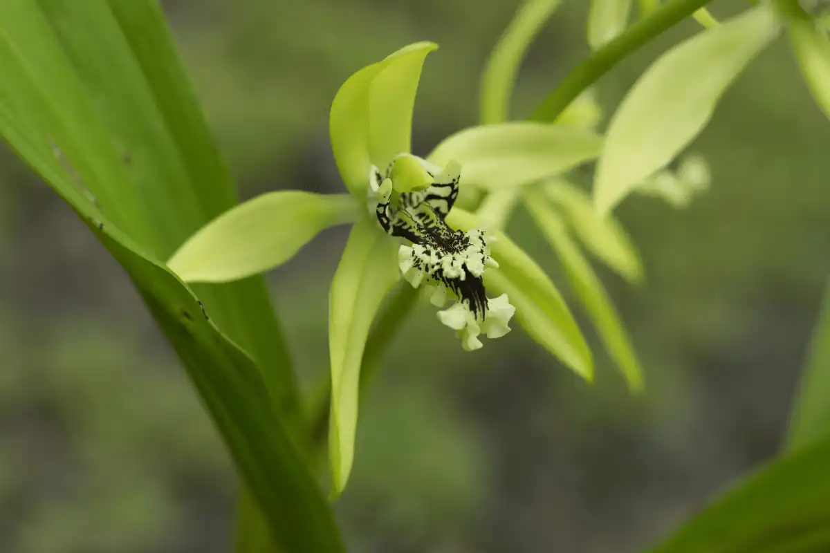 Anggrek Hitam (Coelogyne pandurata)