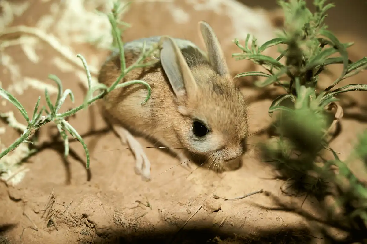 Baluchistan Pygmy Jerboa