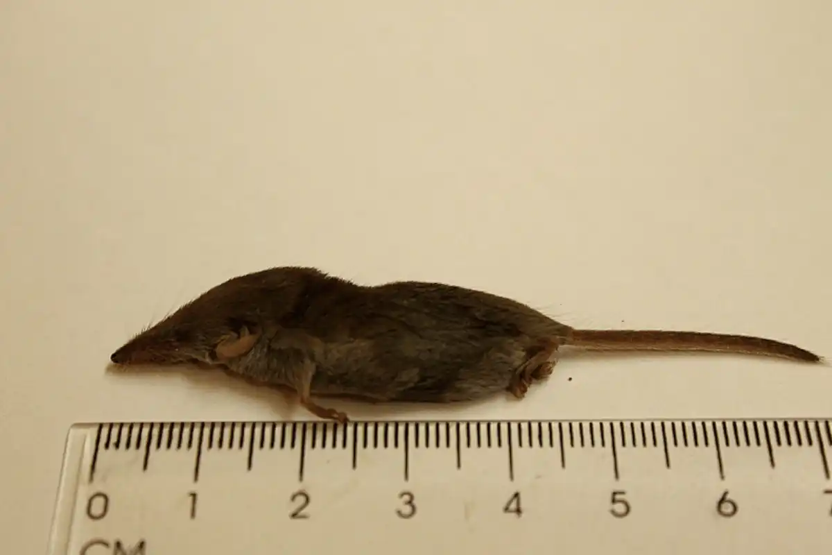 Tikus Etruria