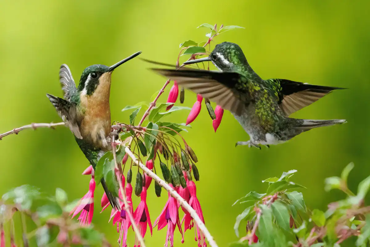 Burung Kolibri Lebah.