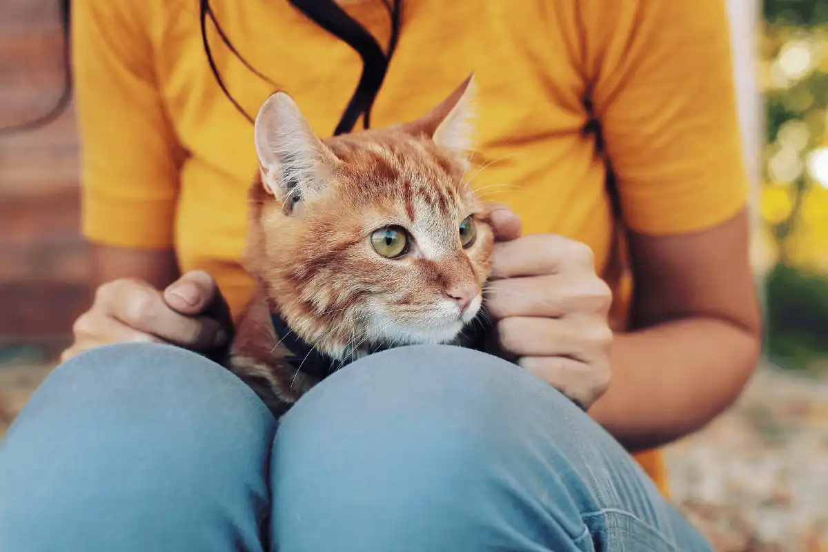  kucing sedang dipangku