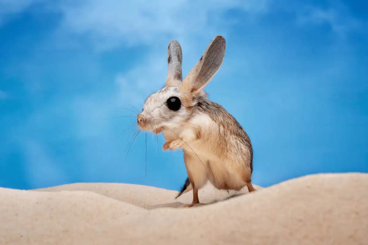 Baluchistan Pygmy Jerboa