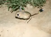 Mengenal Baluchistan Pygmy Jerboa, Tikus Kecil Berkaki Tiga