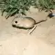 Baluchistan Pygmy Jerboa,