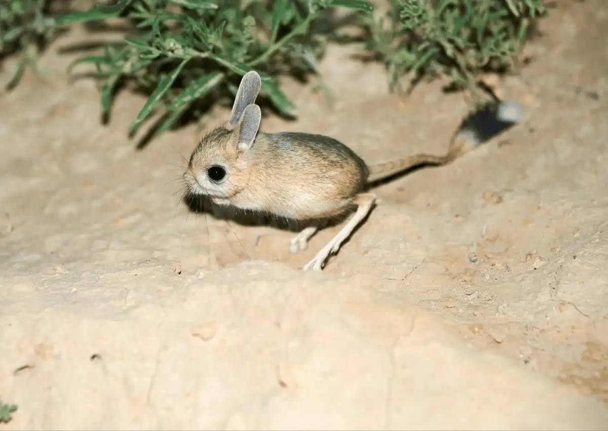 Baluchistan Pygmy Jerboa,