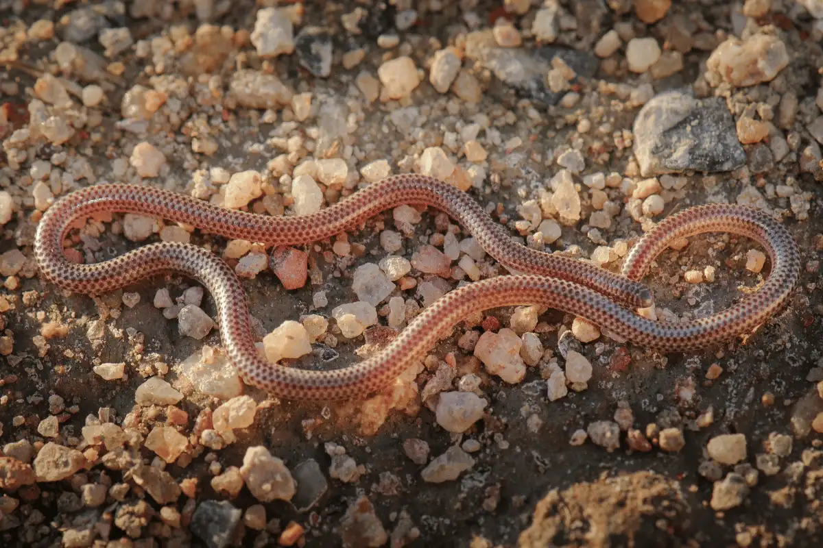 Barbados Threadsnake