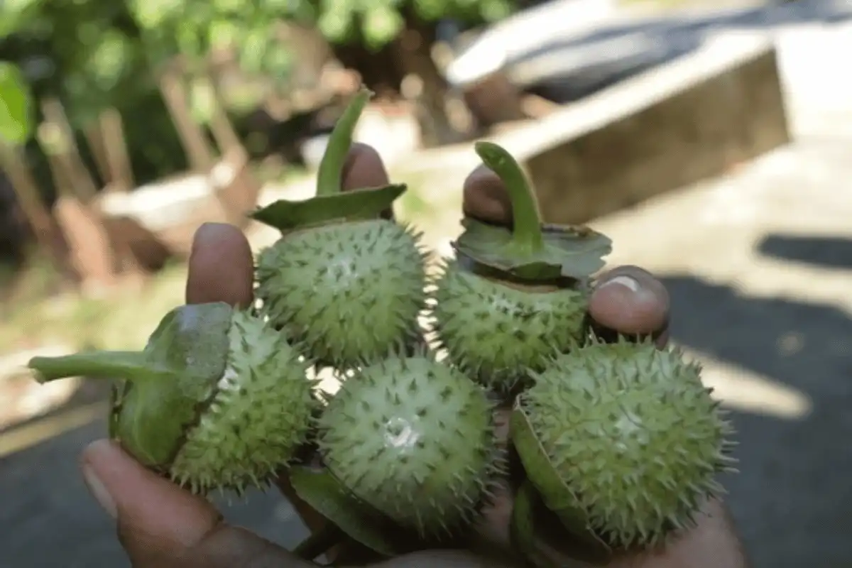  Buah Kecubung