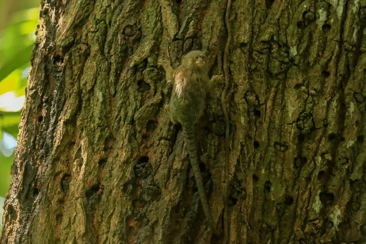  Pygmy Marmoset