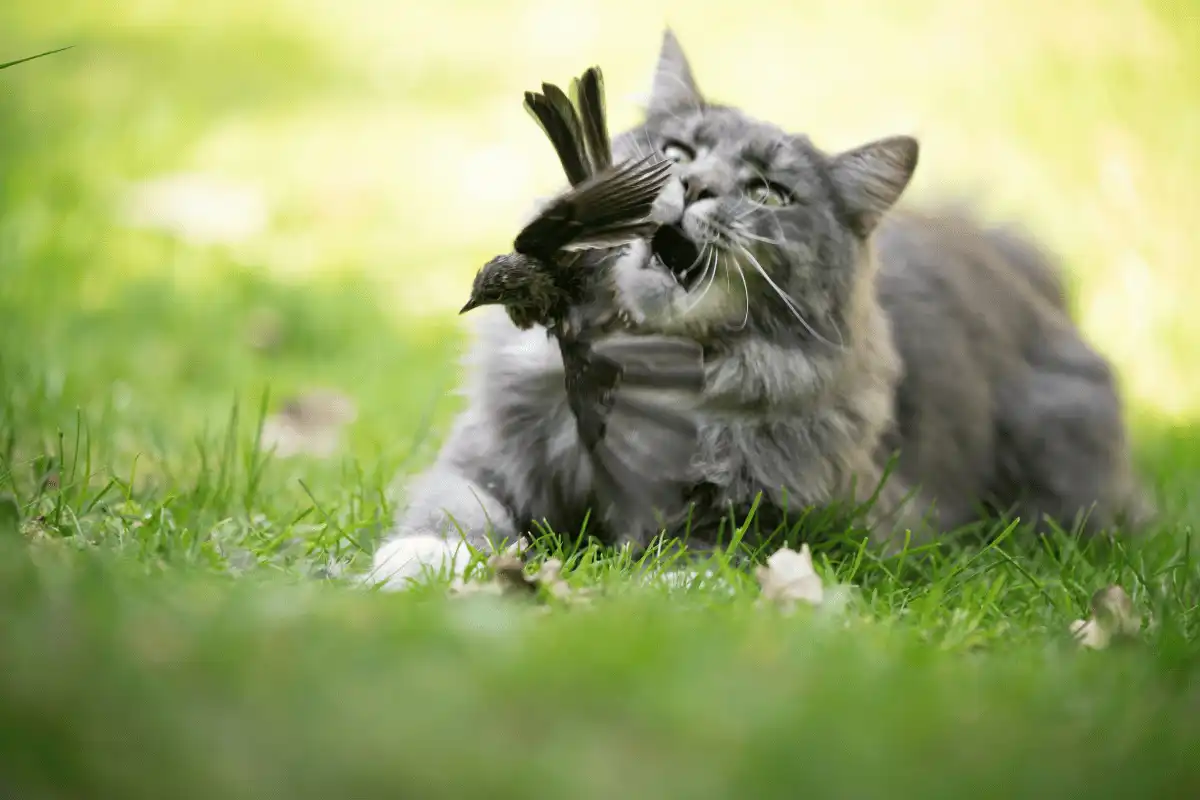 kucing sedang berburu