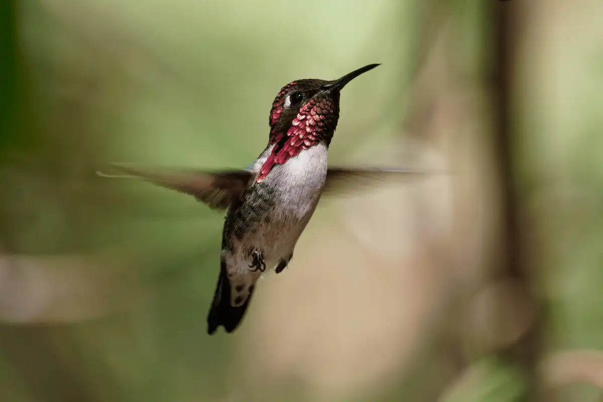 Burung Kolibri Lebah.