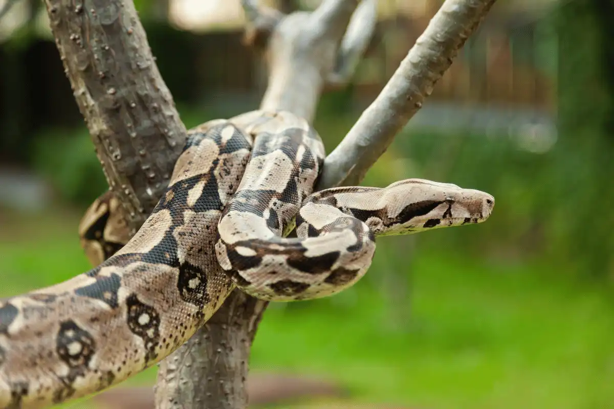 Boa (Boa constrictor)