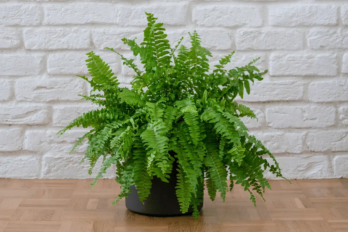 Boston Fern