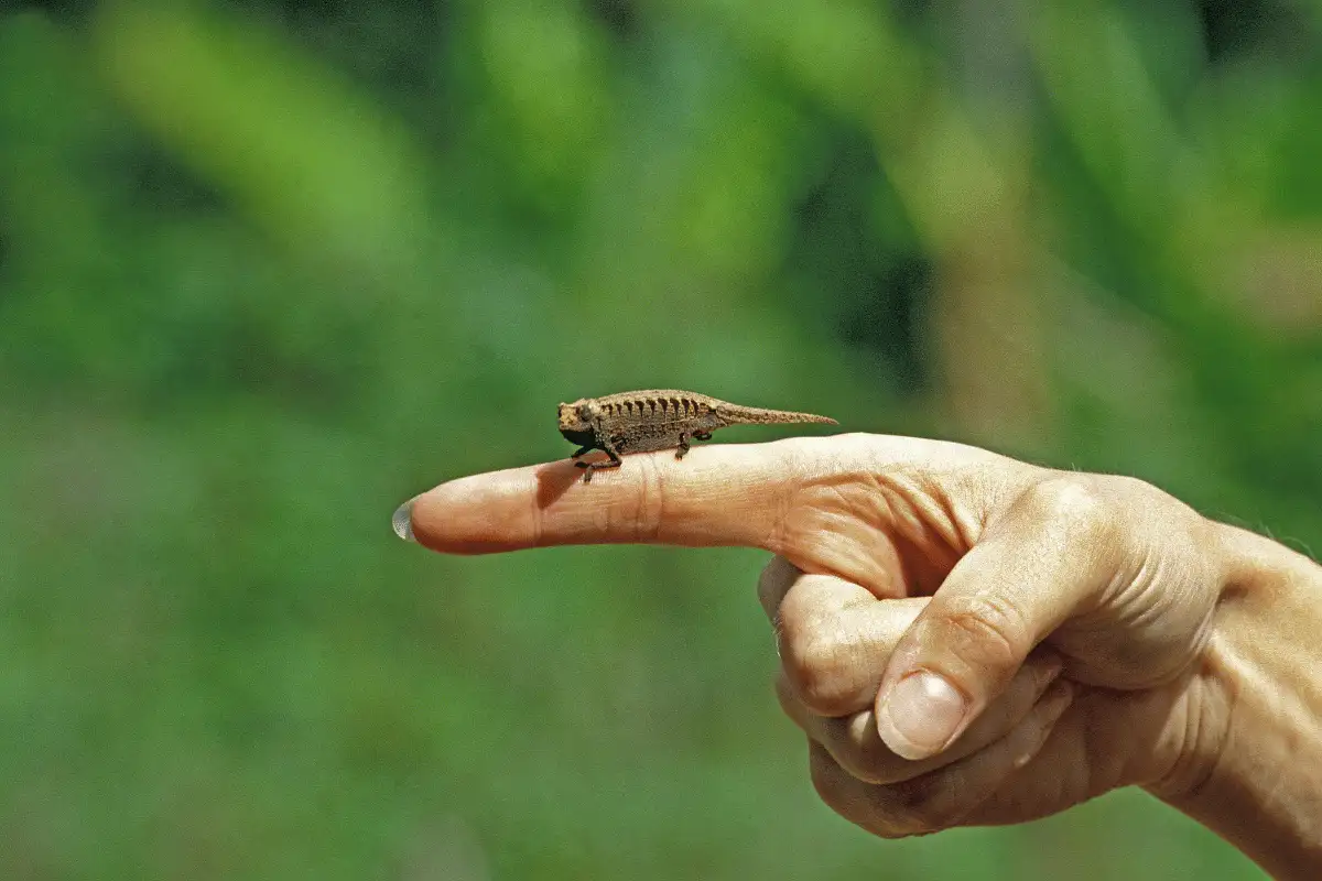 Brookesia Micra