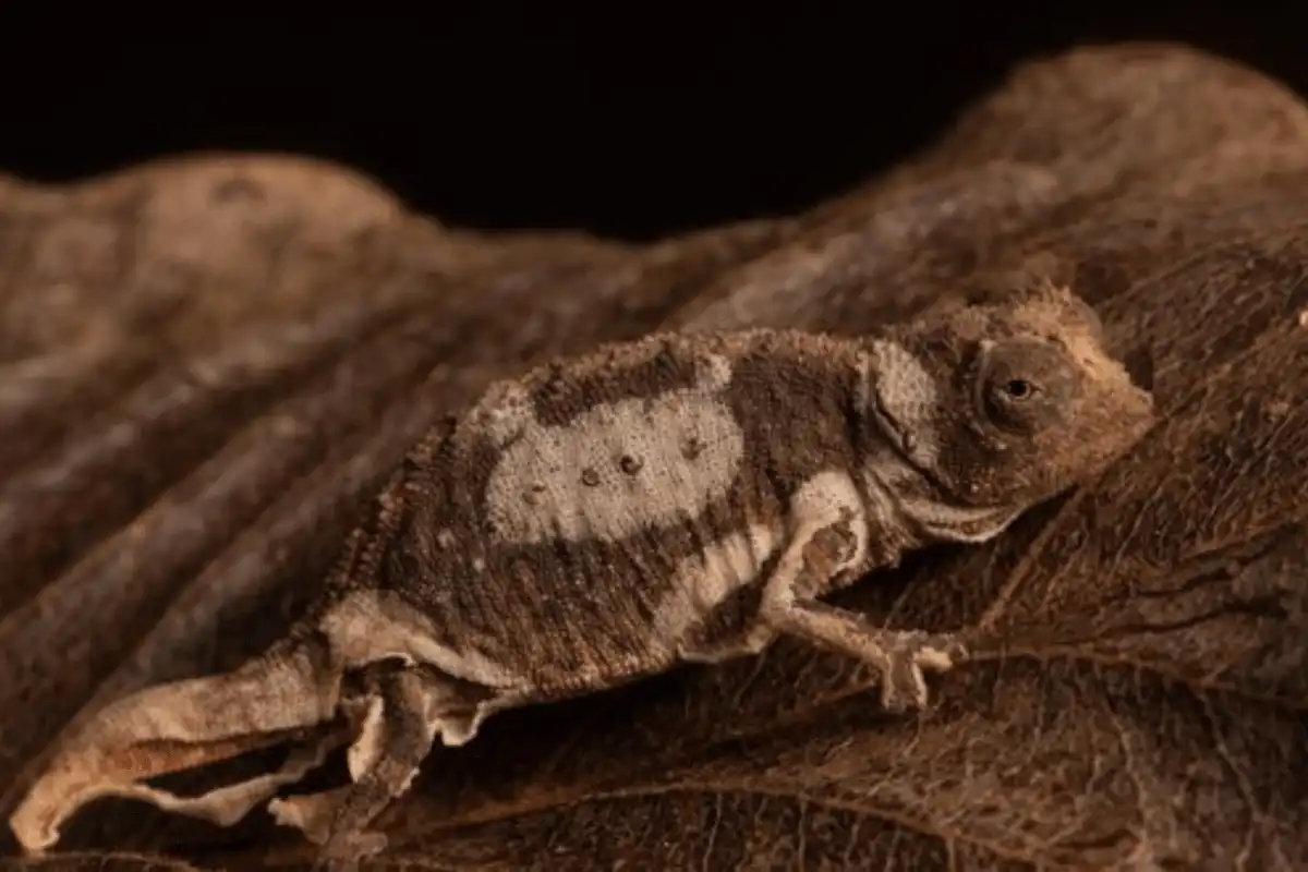 Brookesia Micra