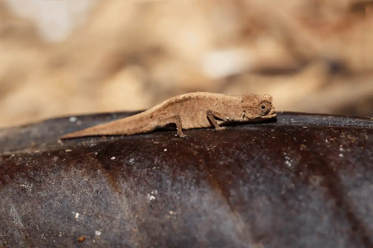 Brookesia Micra