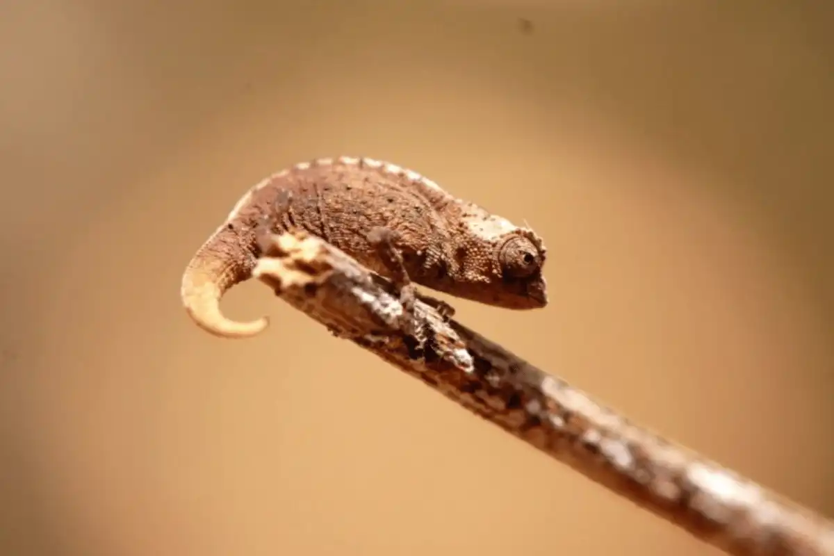 Brookesia Micra