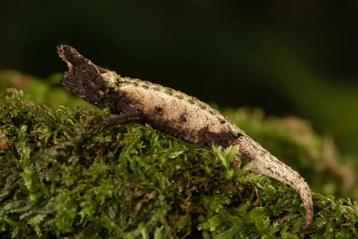 Brookesia Micra