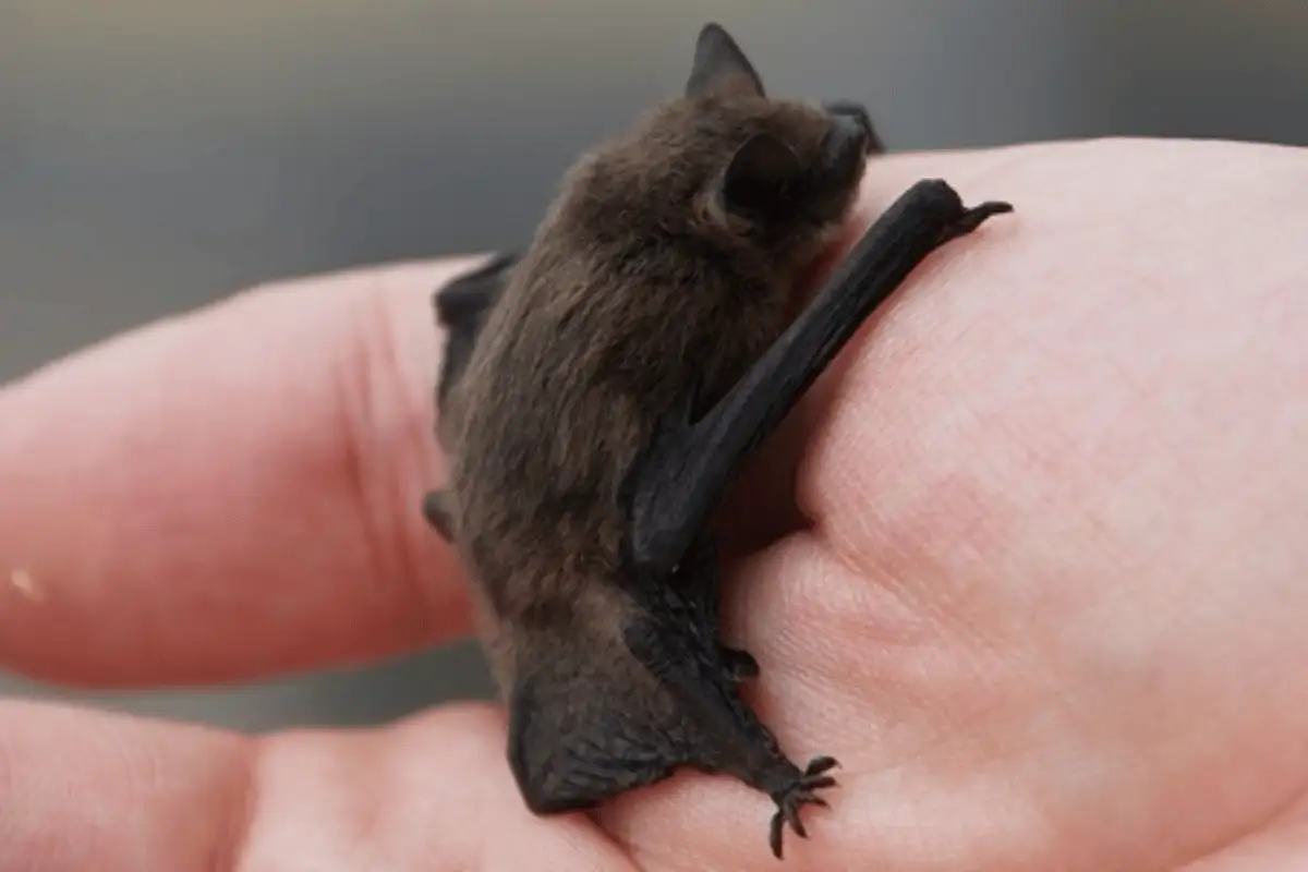 Bumblebee Bat