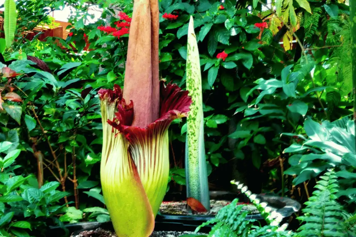 Bunga Bangkai (Amorphophallus titanum)