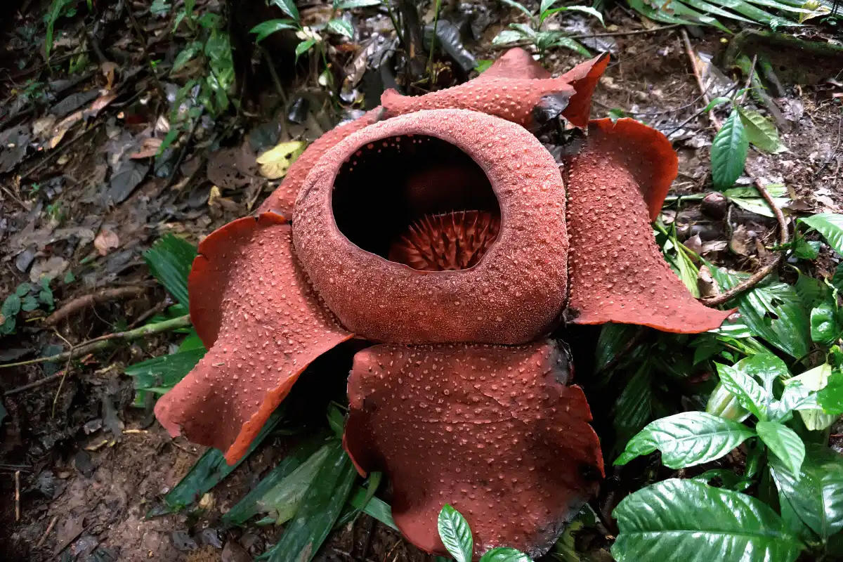 Bunga Rafflesia (Rafflesia arnoldii)