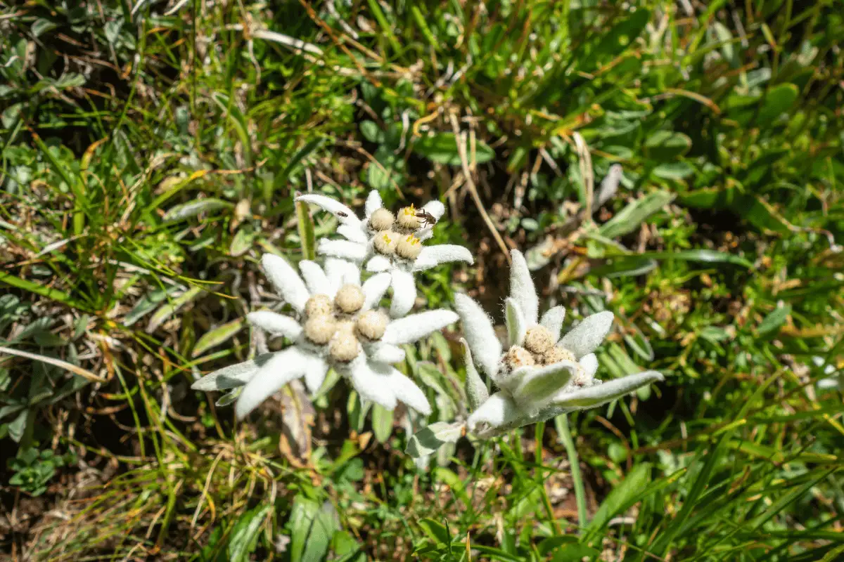 Bunga edelweiss