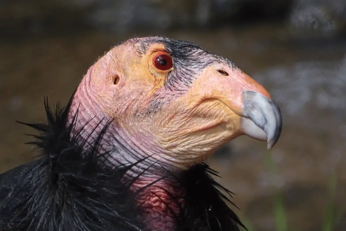 Burung Kondor California