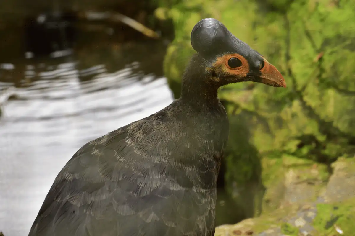 Burung Maleo