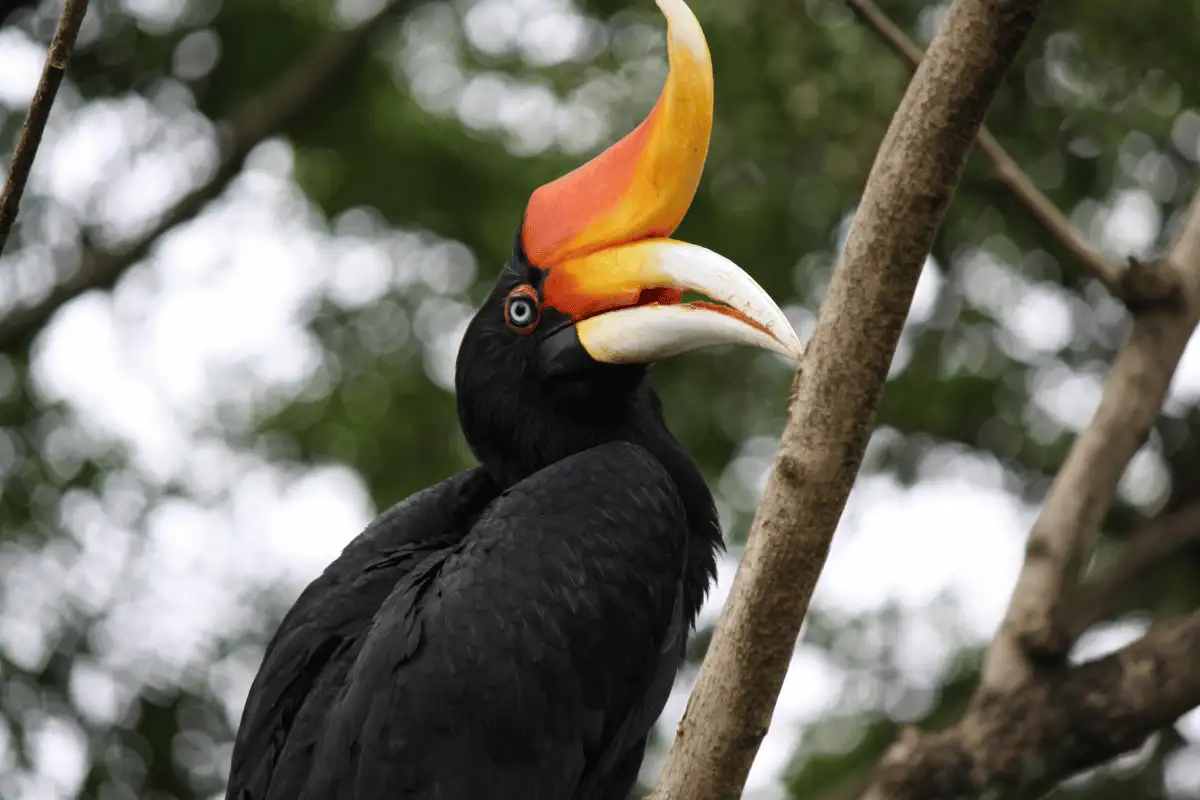 Burung Rangkong