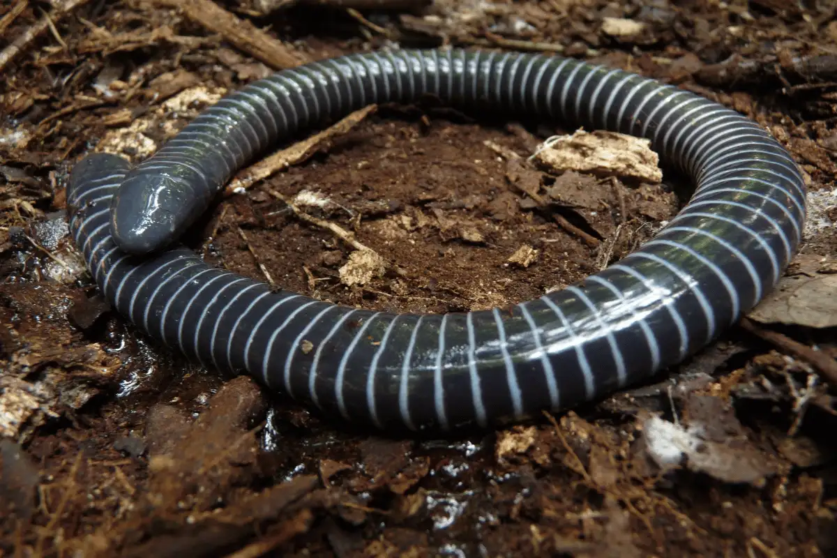 Caecilian