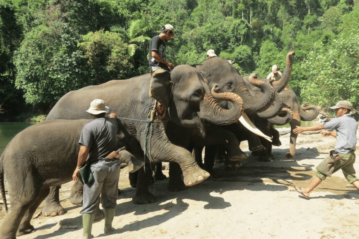 Penangkaran