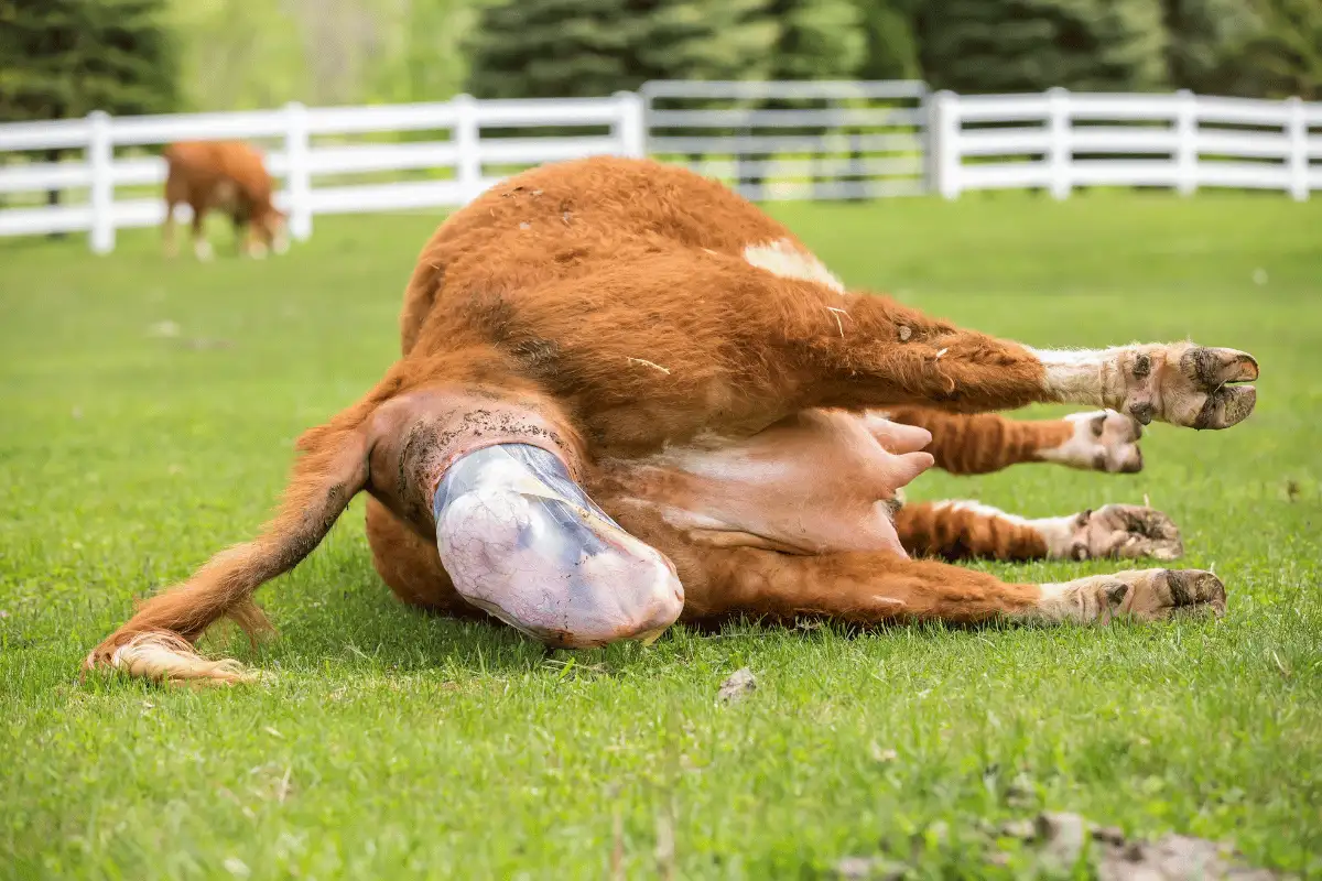 Sapi Yang Sedang Melahirkan