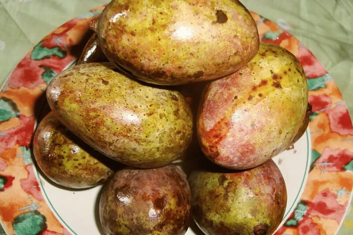 Mangga Kasturi