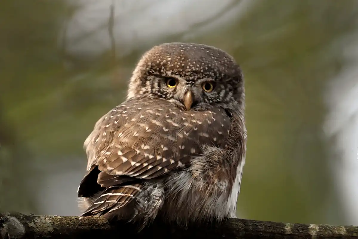 Northern Pygmy-owl