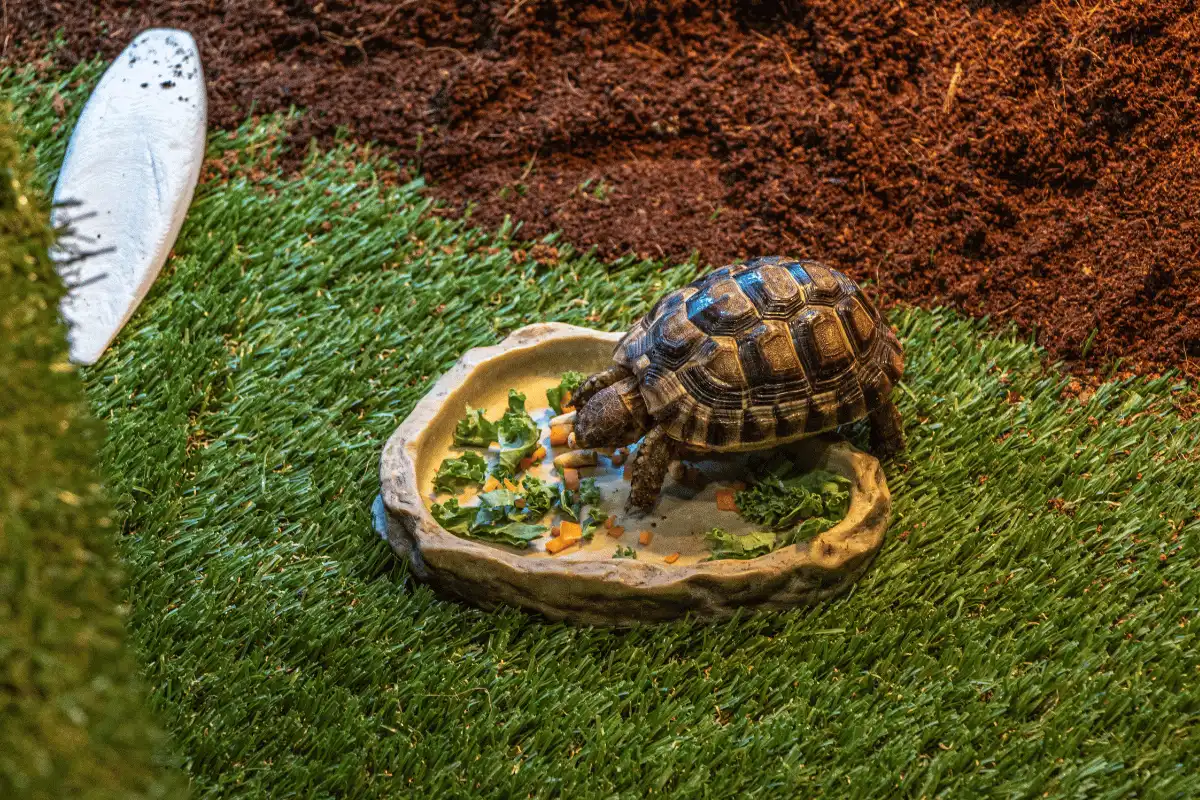 Padloper Tortoise, Kura-Kura Kecil