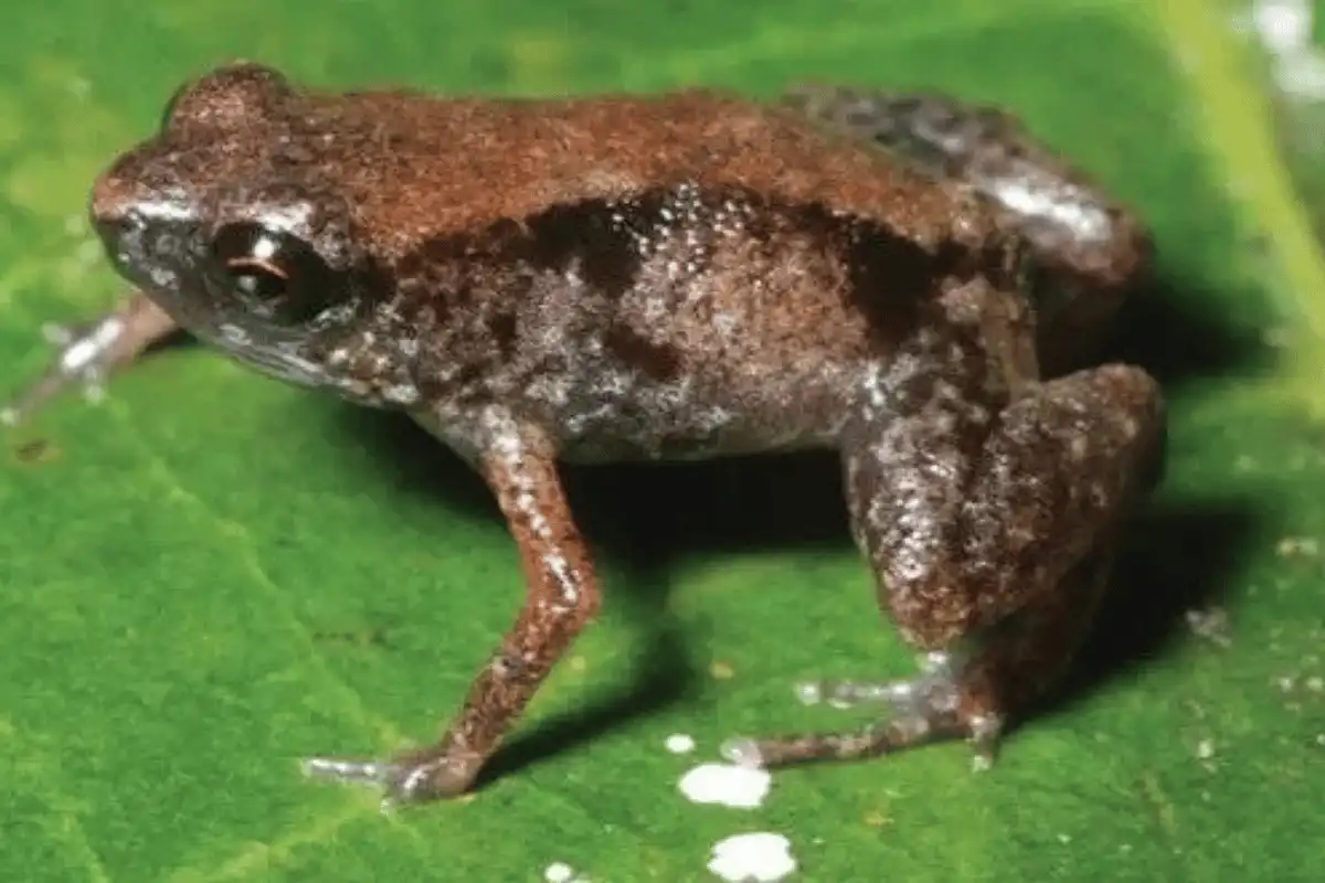 Paedophryne Amauensis