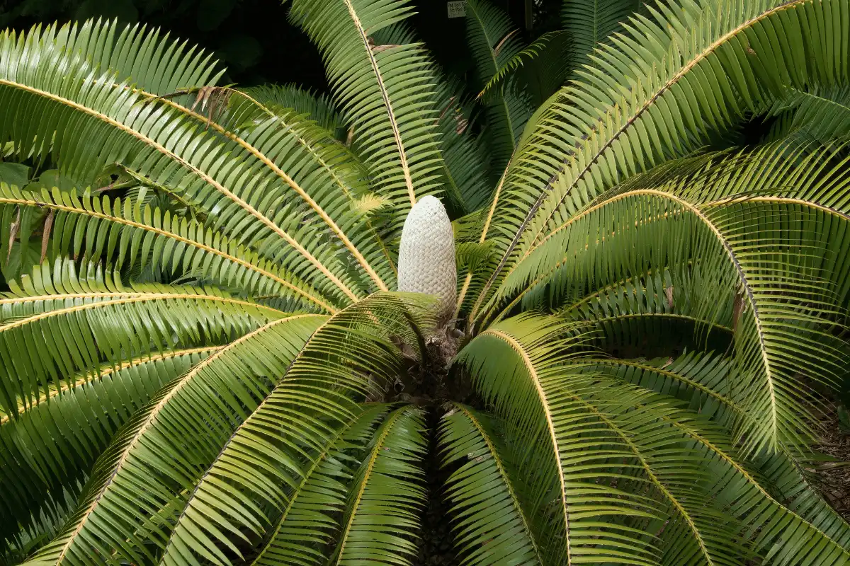 Cycad (Dioon spinulosum)