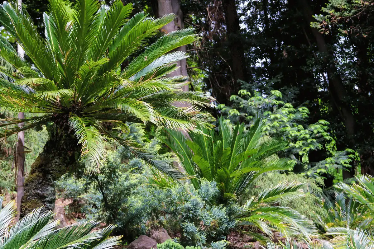 Cycad Sagu (Cycas revoluta)