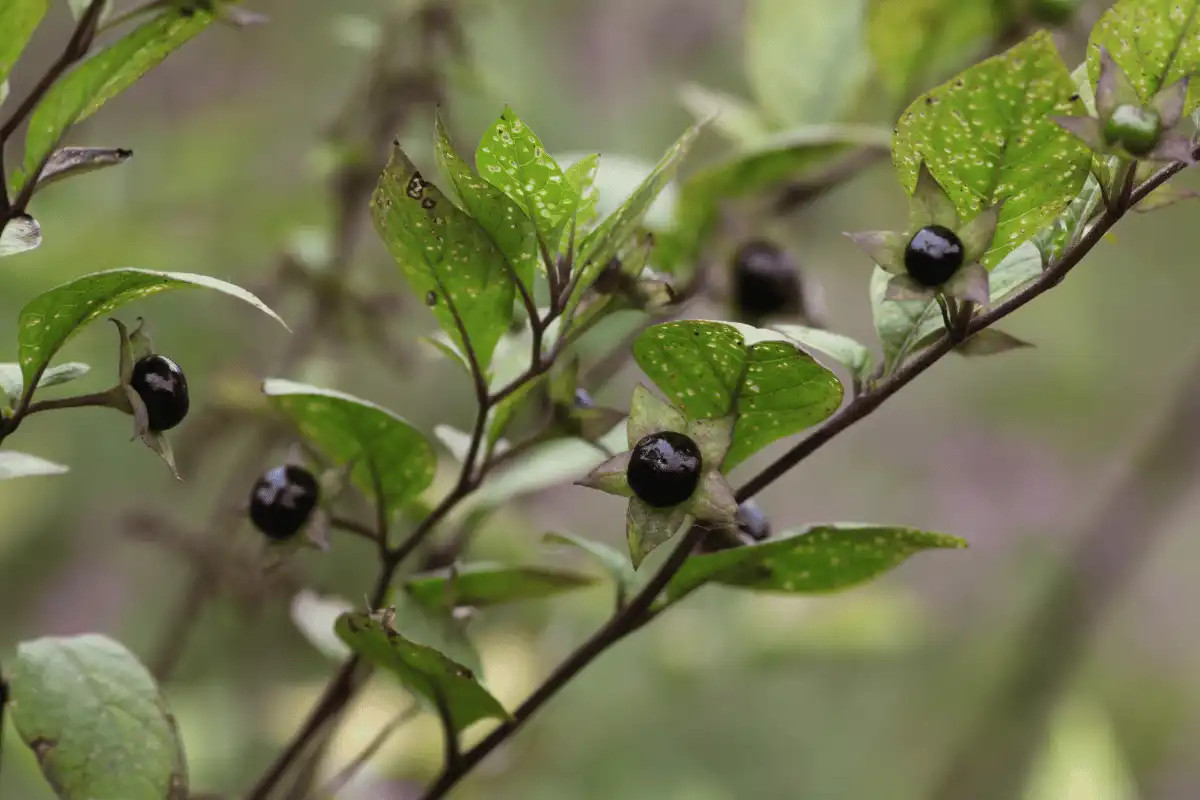 Deadly Nightshade (Atropa belladonna)