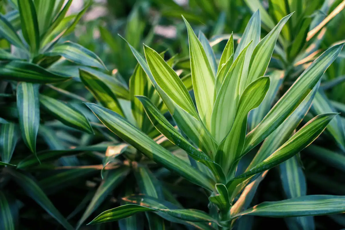 Dracaena