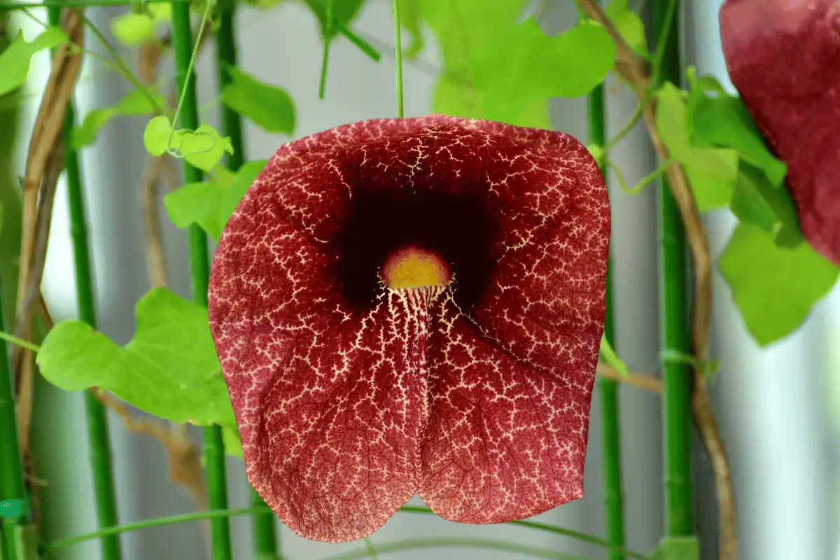 Dutchman’s Pipe (Aristolochia gigantea)