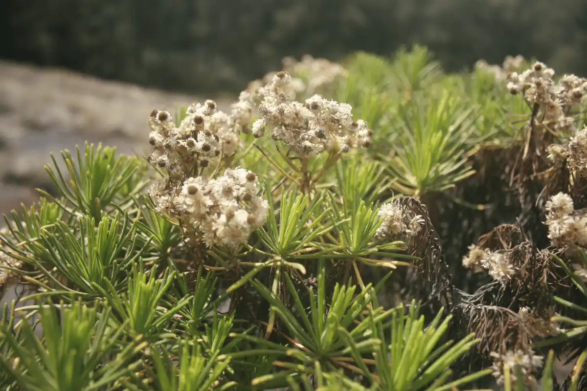 Edelweiss Jawa