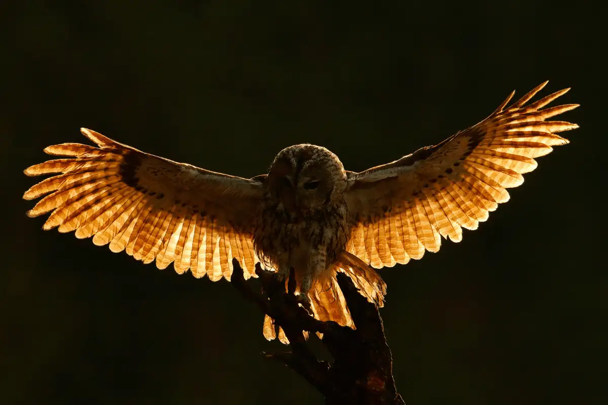 Burung Hantu