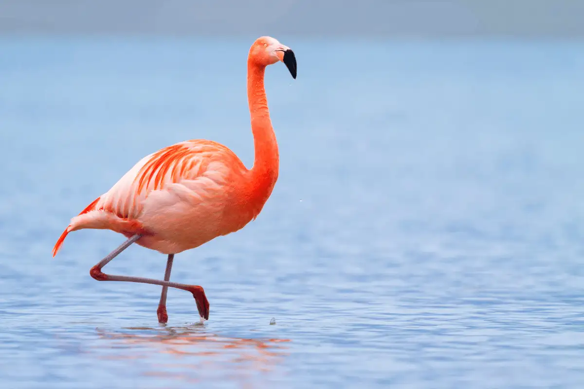 Hewan Vertebrata Flamingo.