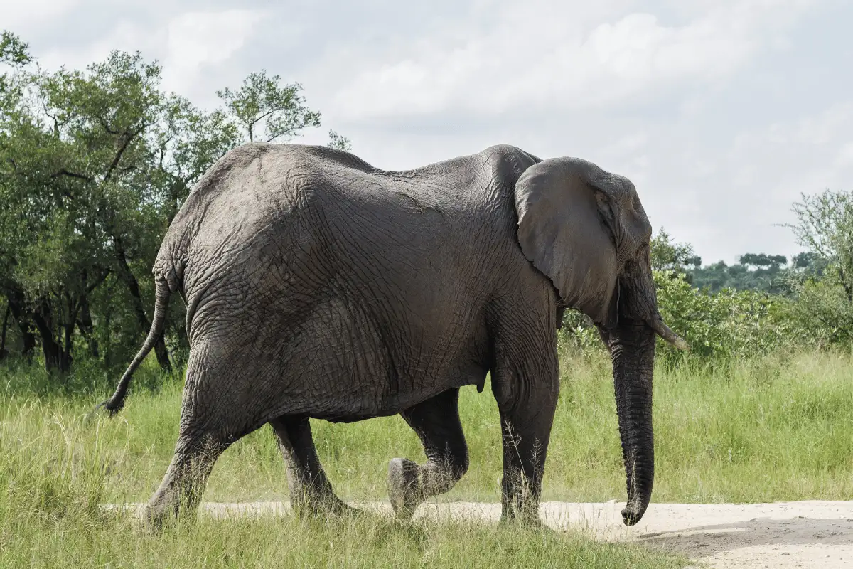 Gajah