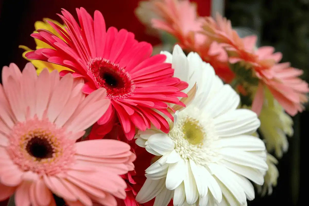 Gerbera Daisy