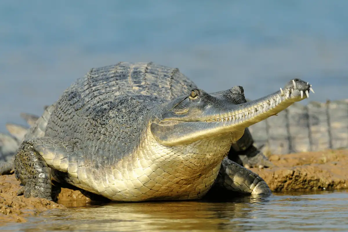 Gharial